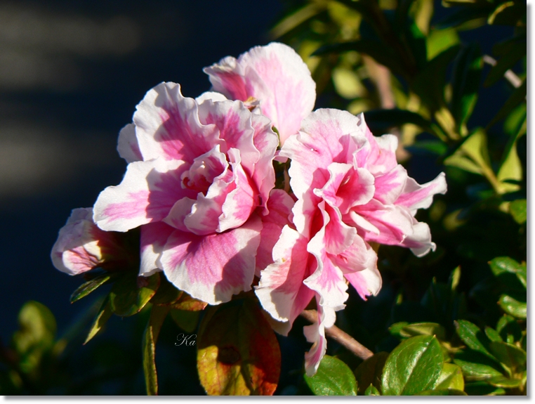 flowers 23-05-13 202.jpg