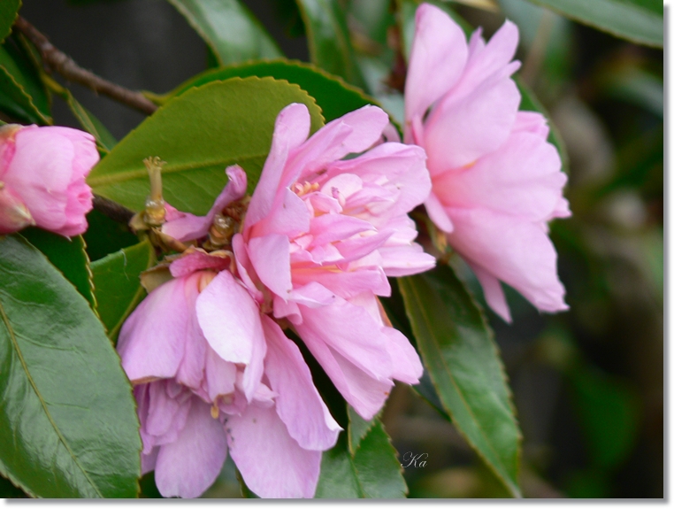 flowers 13-06-13 018.jpg