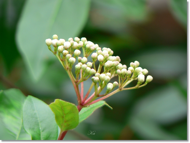 flowers 30-05-13 104.jpg