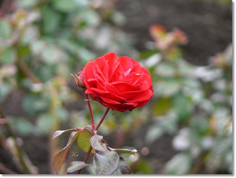 flowers 30-05-13 145.jpg