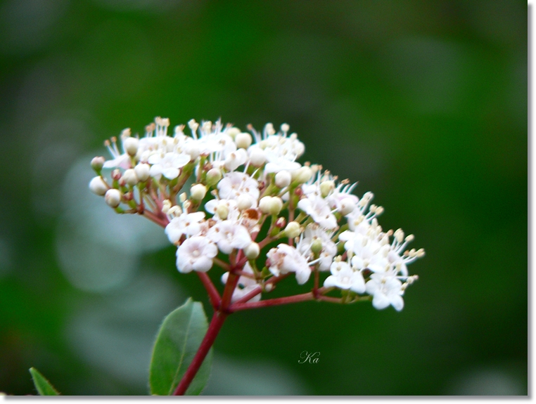 flowers 13-06-13 281.jpg