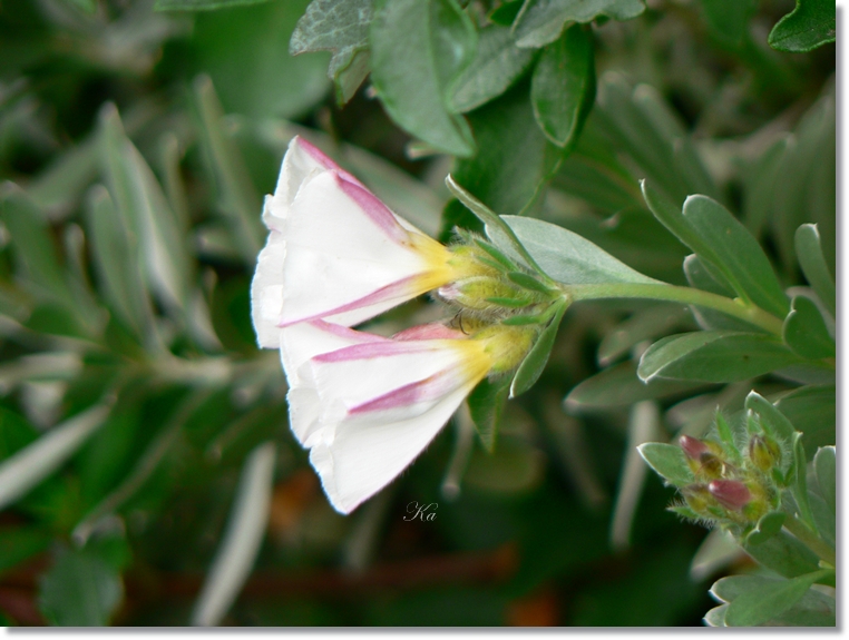 flowers 30-05-13 040.jpg