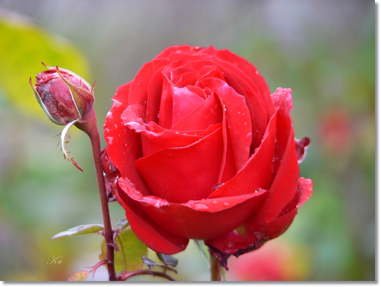 flowers 13-06-13 194.jpg