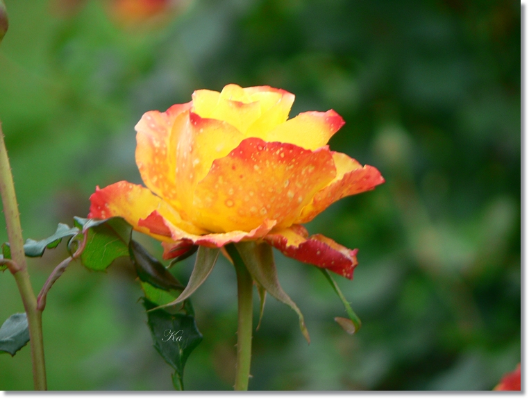 flowers 10-05-13 130.jpg