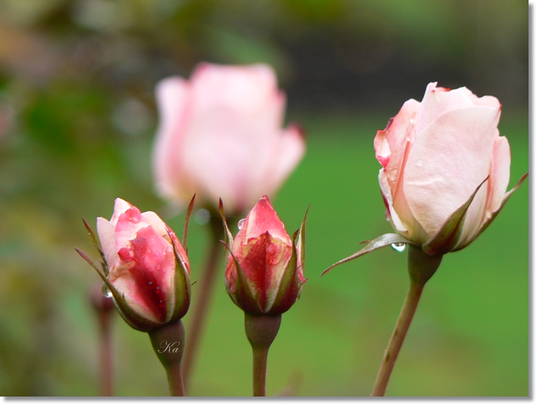 flowers 13-06-13 110.jpg