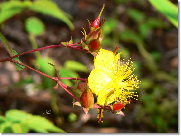 flowers 09-04-13 323.jpg