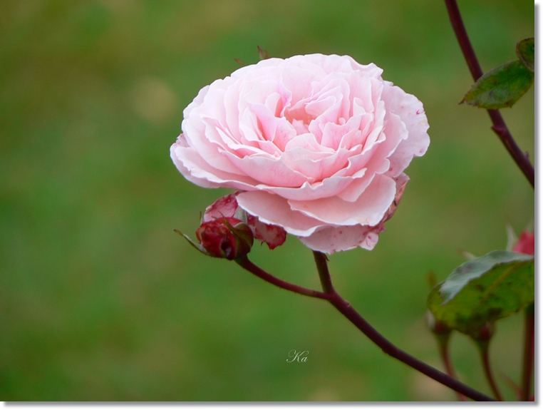 flowers 13-06-13 059.jpg