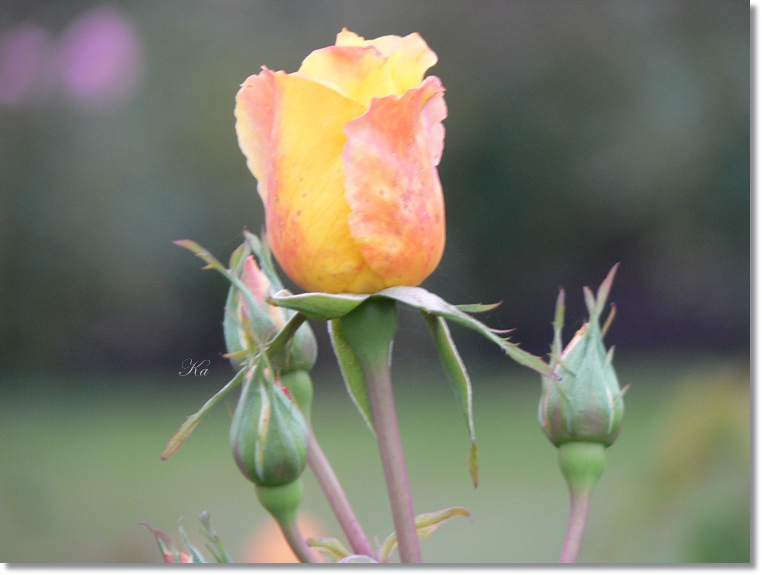 flowers 10-05-13 145.jpg