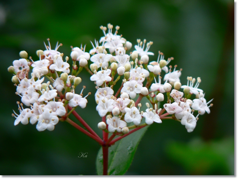 flowers 13-06-13 283.jpg