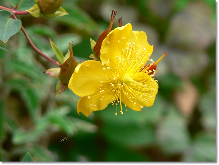 flowers 09-04-13 310.jpg