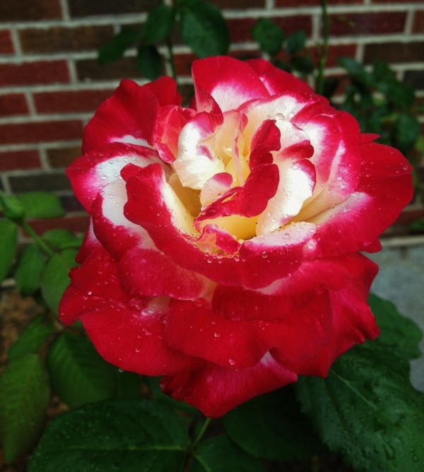 IMG_1637 (600x800).jpg