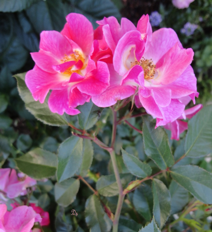 DSC06173-dz.jpg