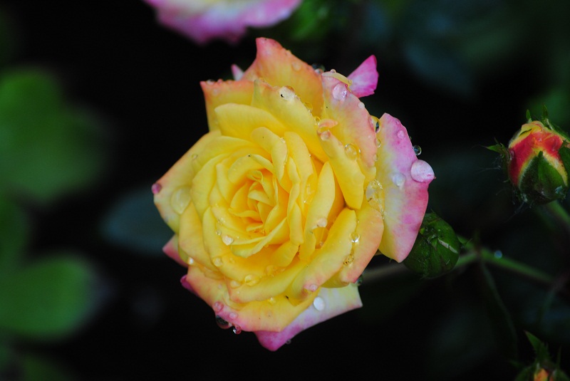 DSC_0410.JPG