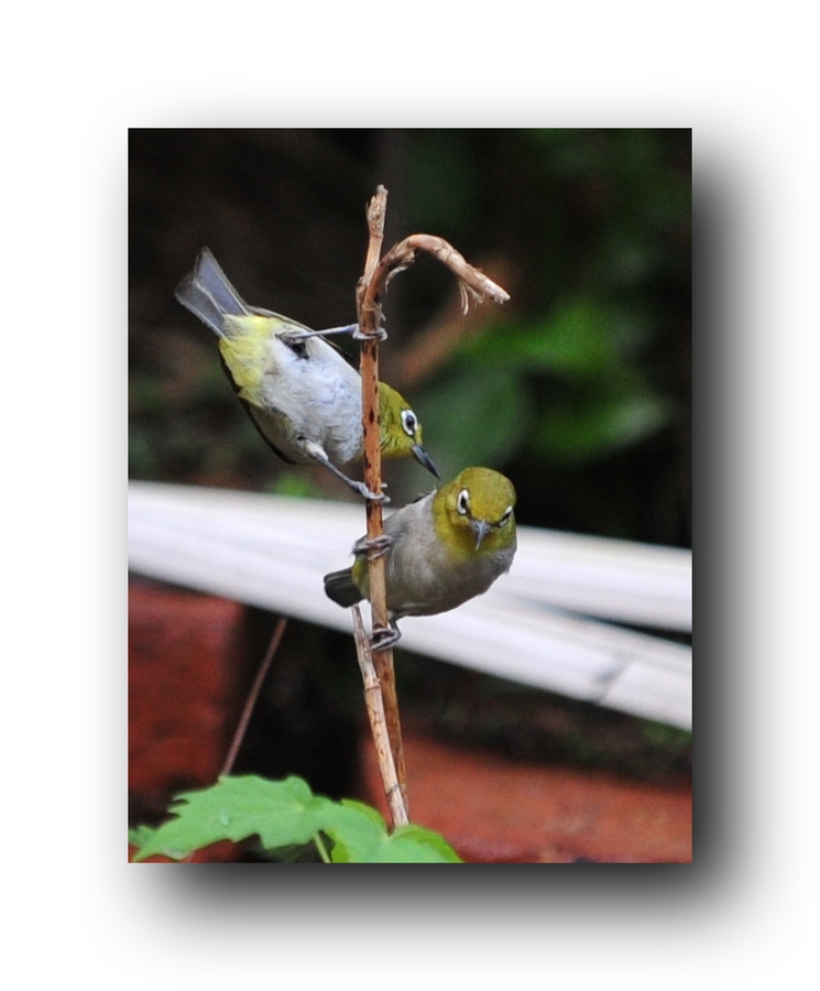 ��Ƭ 6642811.jpg