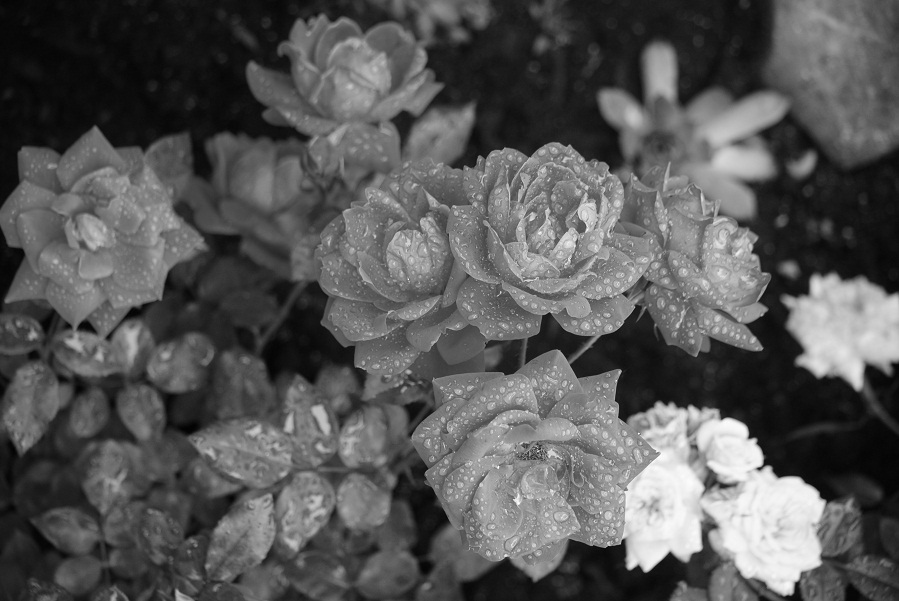 DSC_0498.JPG