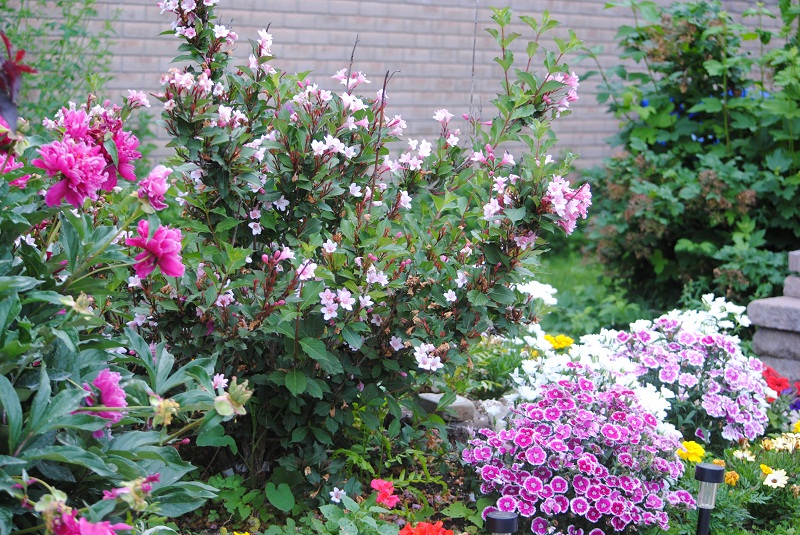 DSC_0460.JPG