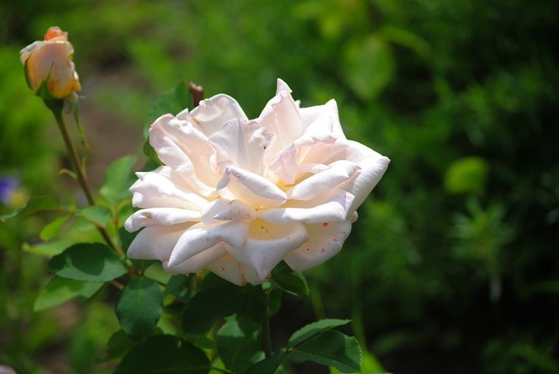 DSC_0158.JPG
