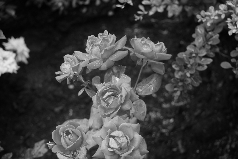 DSC_0496.JPG