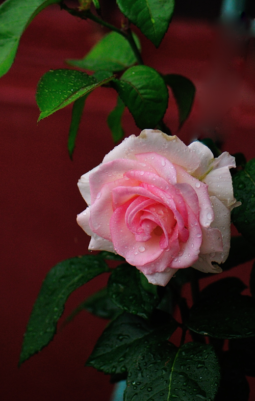 DSC_6711.jpg