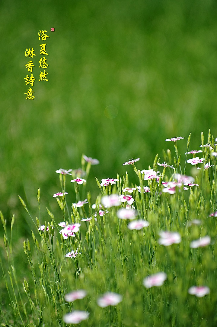 IMGP5117 f.jpg