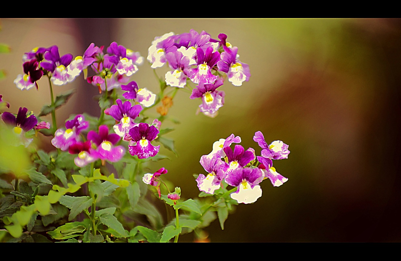 IMGP4986f.jpg