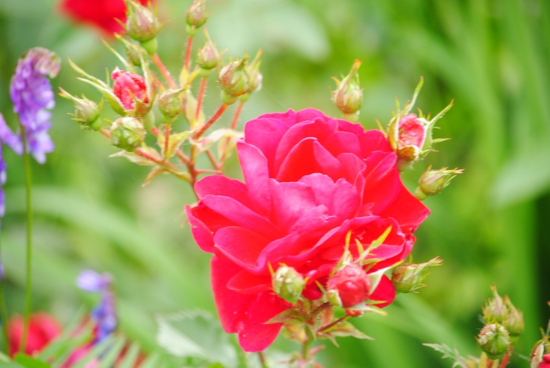 DSC_0427.JPG