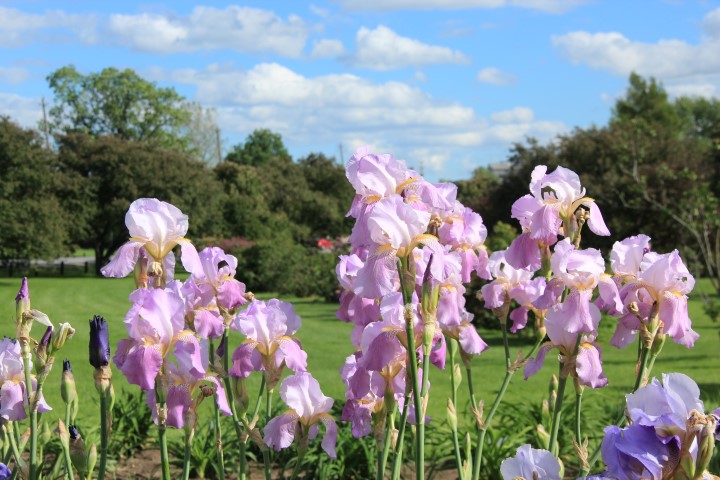 IMG_8486 (Small).JPG