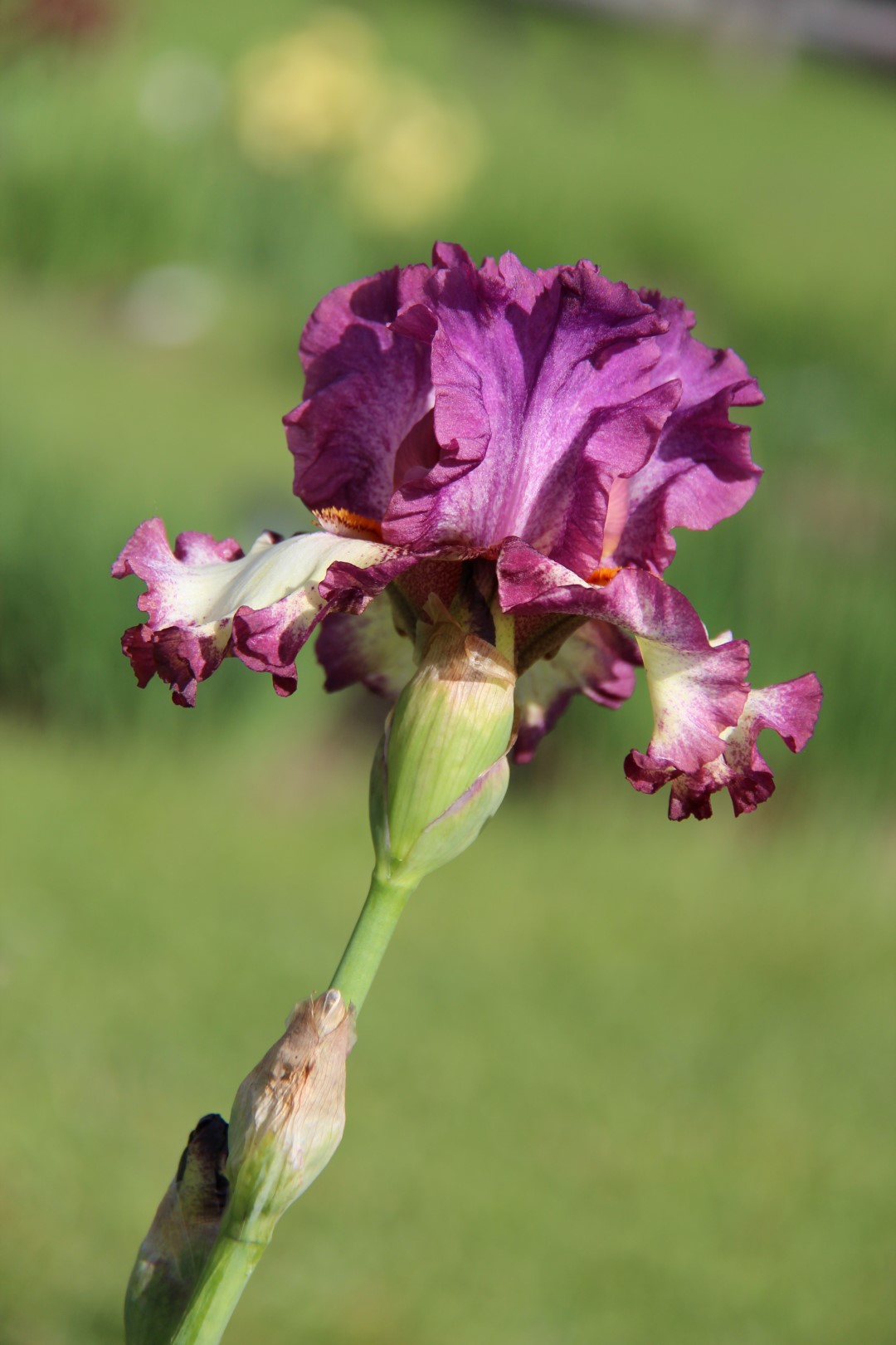 IMG_8506 (Large).JPG