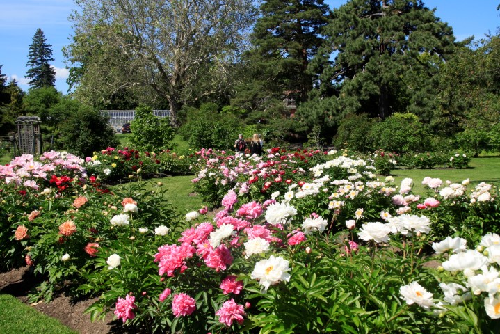 _MG_8041 (Small).JPG