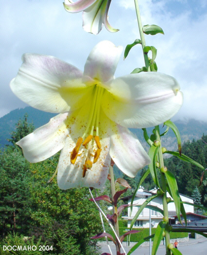 Liliumsulphureumflower5.jpg