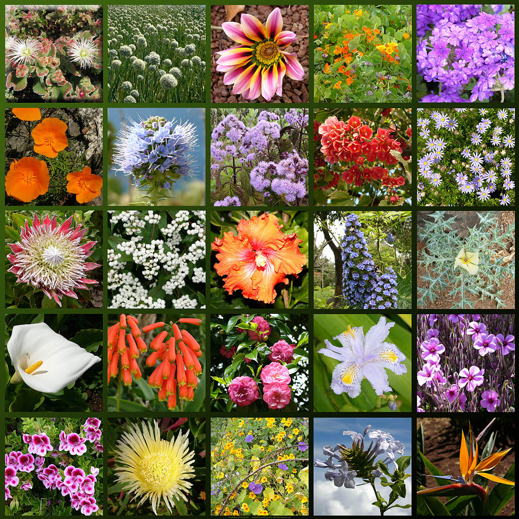 Madeira-flowers_hg.jpg