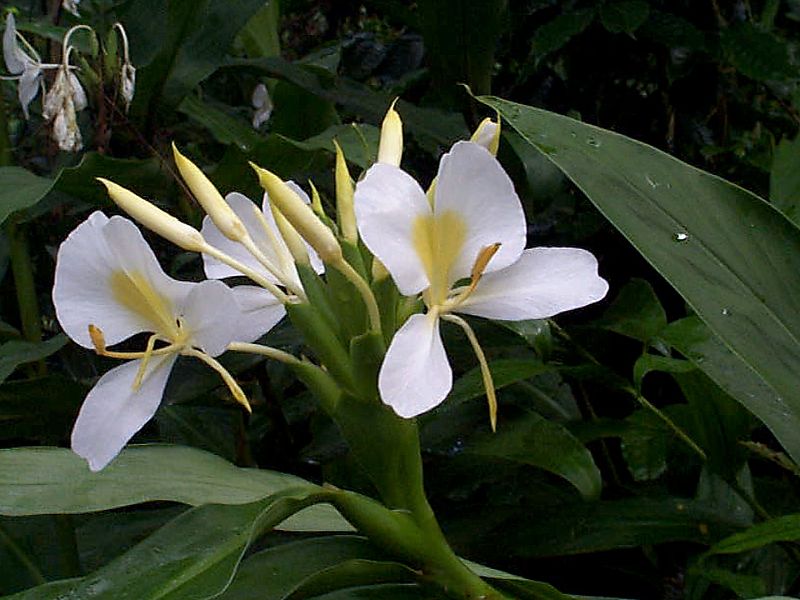 800px-Hedychium_coronarium_by_Wilder.JPG