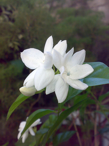 450px-Jasminum_sambac.jpg