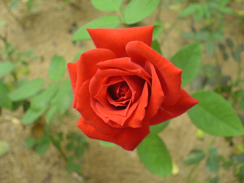 Red_rose_00090.JPG