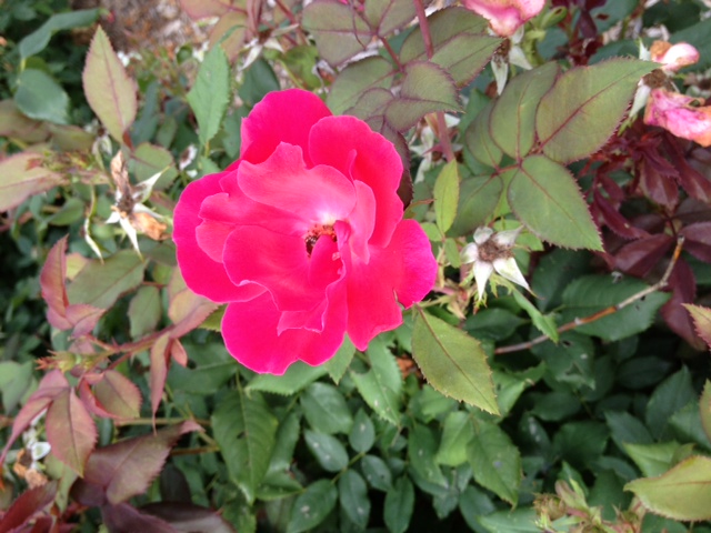 rose1.jpg