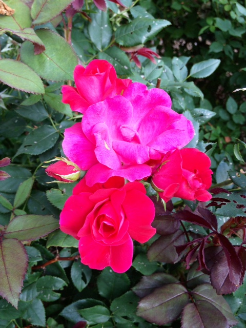 roses.jpg