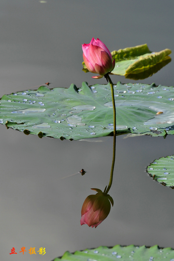 DSC_0742.JPG