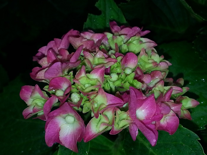 20130627_075734.jpg