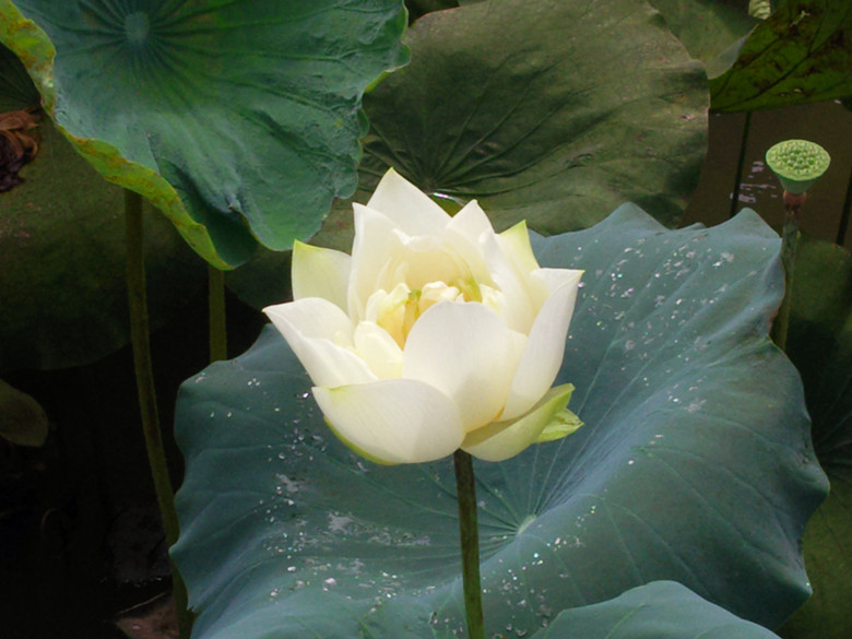 Ƭ0054_.jpg