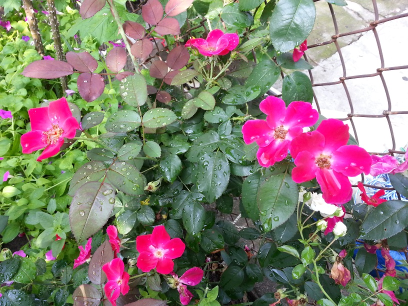 20130710_091008.jpg