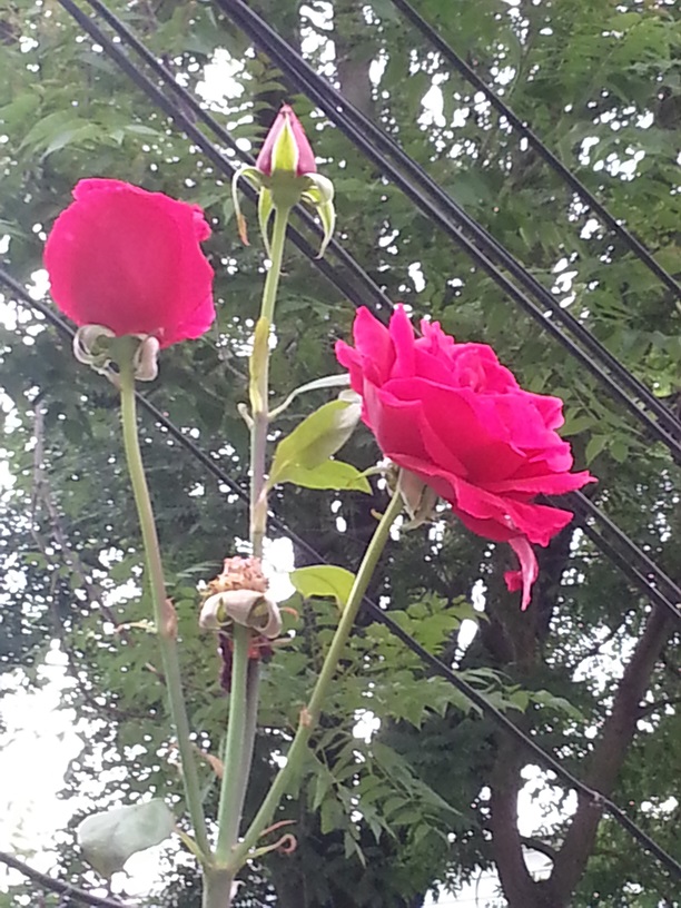 20130616_090440_ת.jpg