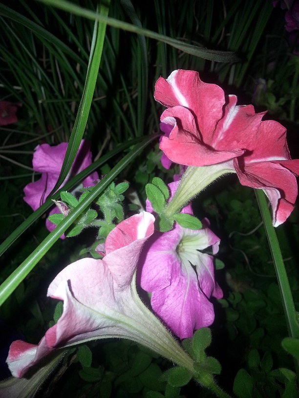20130705_203051.jpg