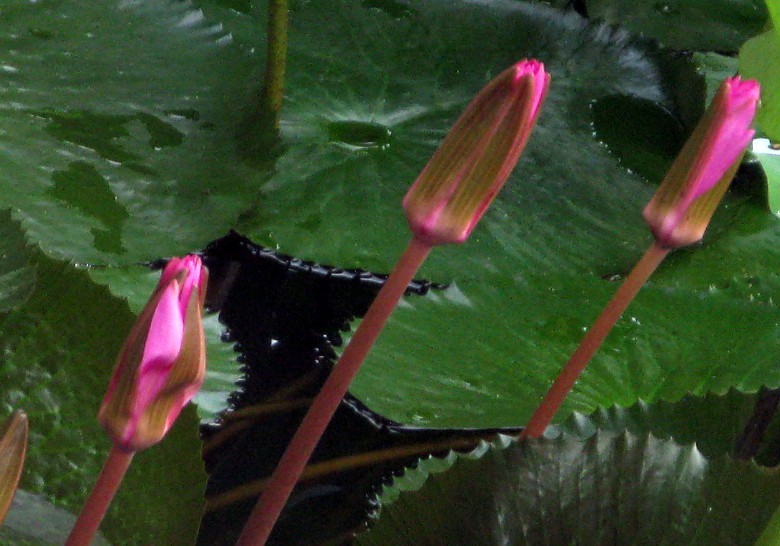 CMG_5512.jpg