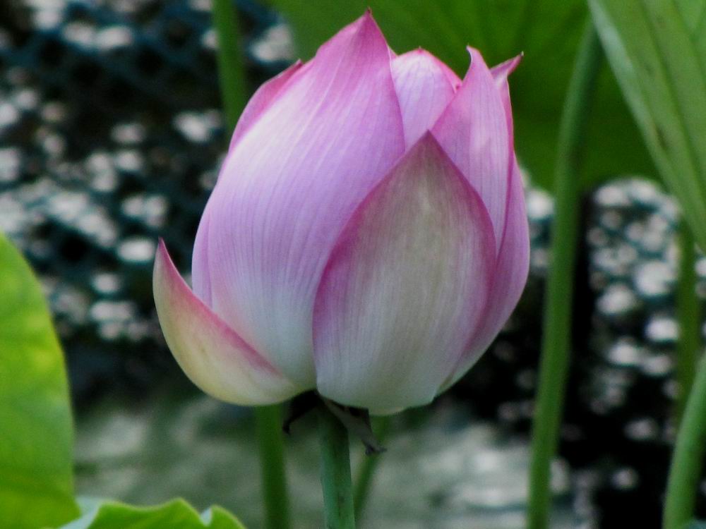 IMG_6266.JPG