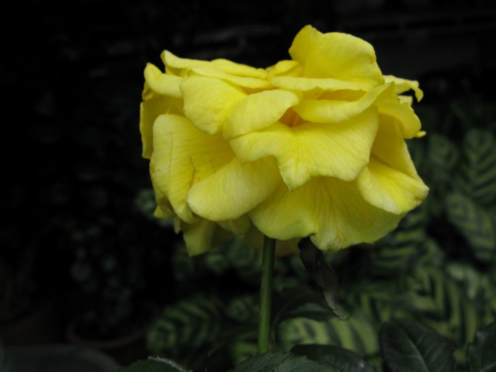 IMG_5440.JPG