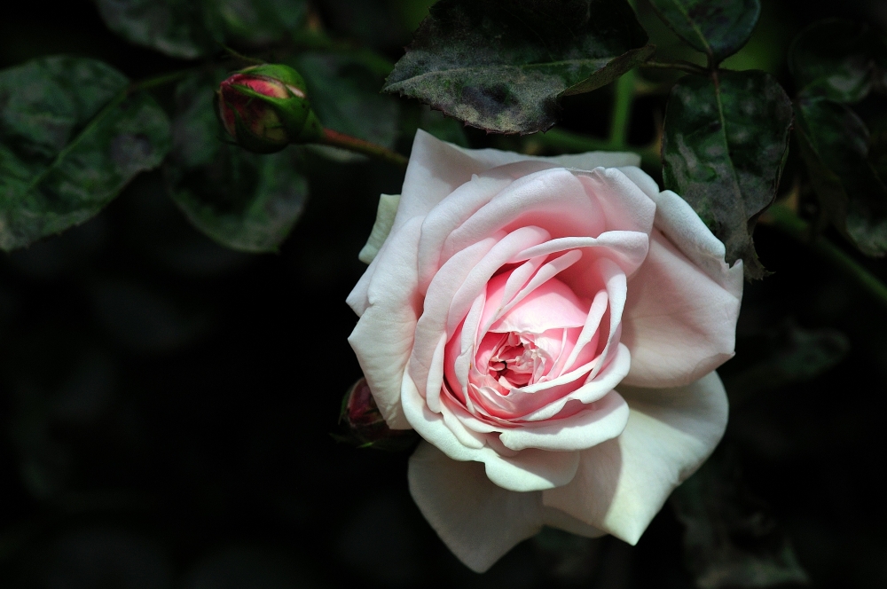DSC_6751.JPG