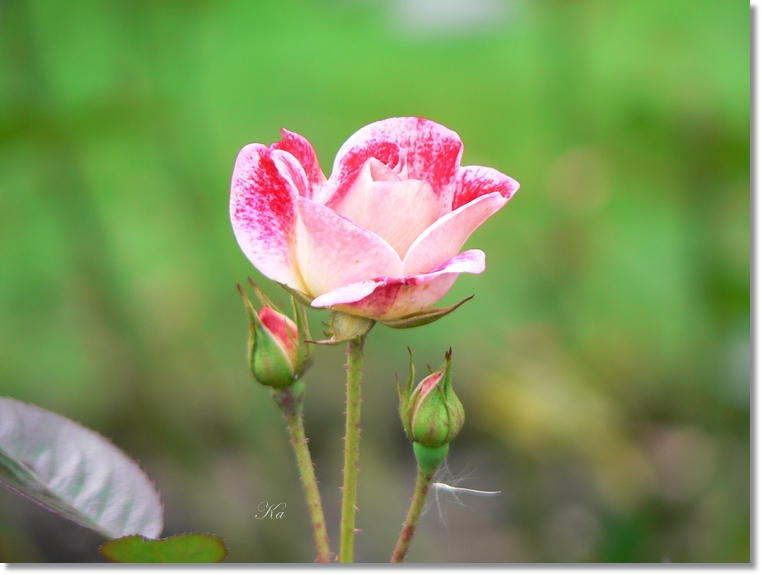 flowers 30-05-13 121.jpg