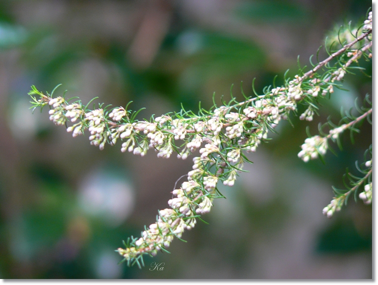 flowers 27-06-13 046.jpg