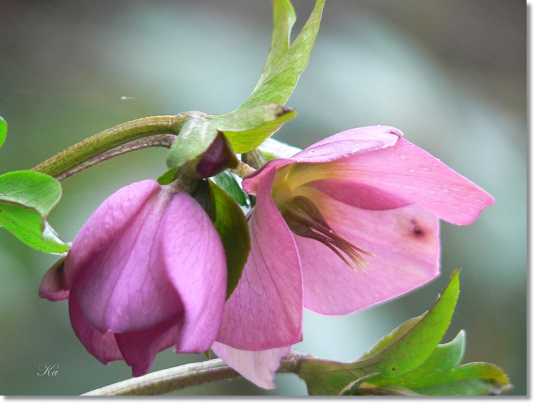 flowers 25-07-13 039.jpg