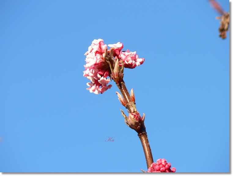 flowers 11-07-13 145.jpg